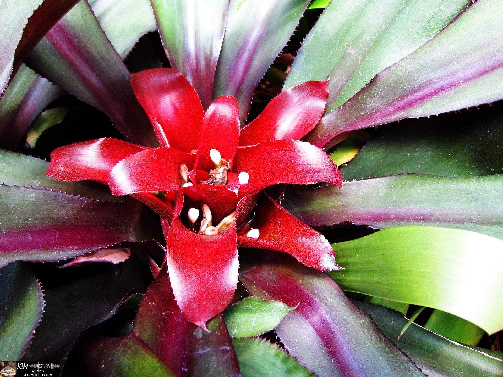 Como Zoo conservatory, MN flower close up